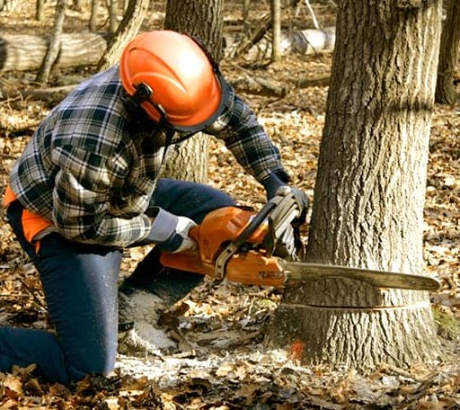 Tree Removal in Wood Lake, MN